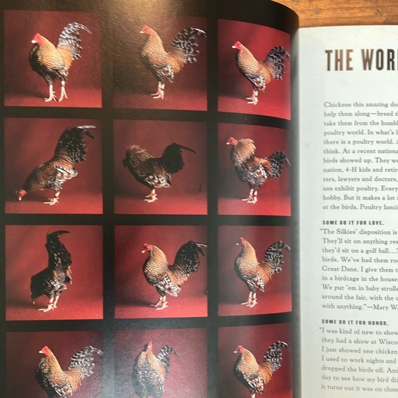 The Fairest Fowl: Portraits of Championship Chickens Book by Tamara Staples - Picture 10 of 16